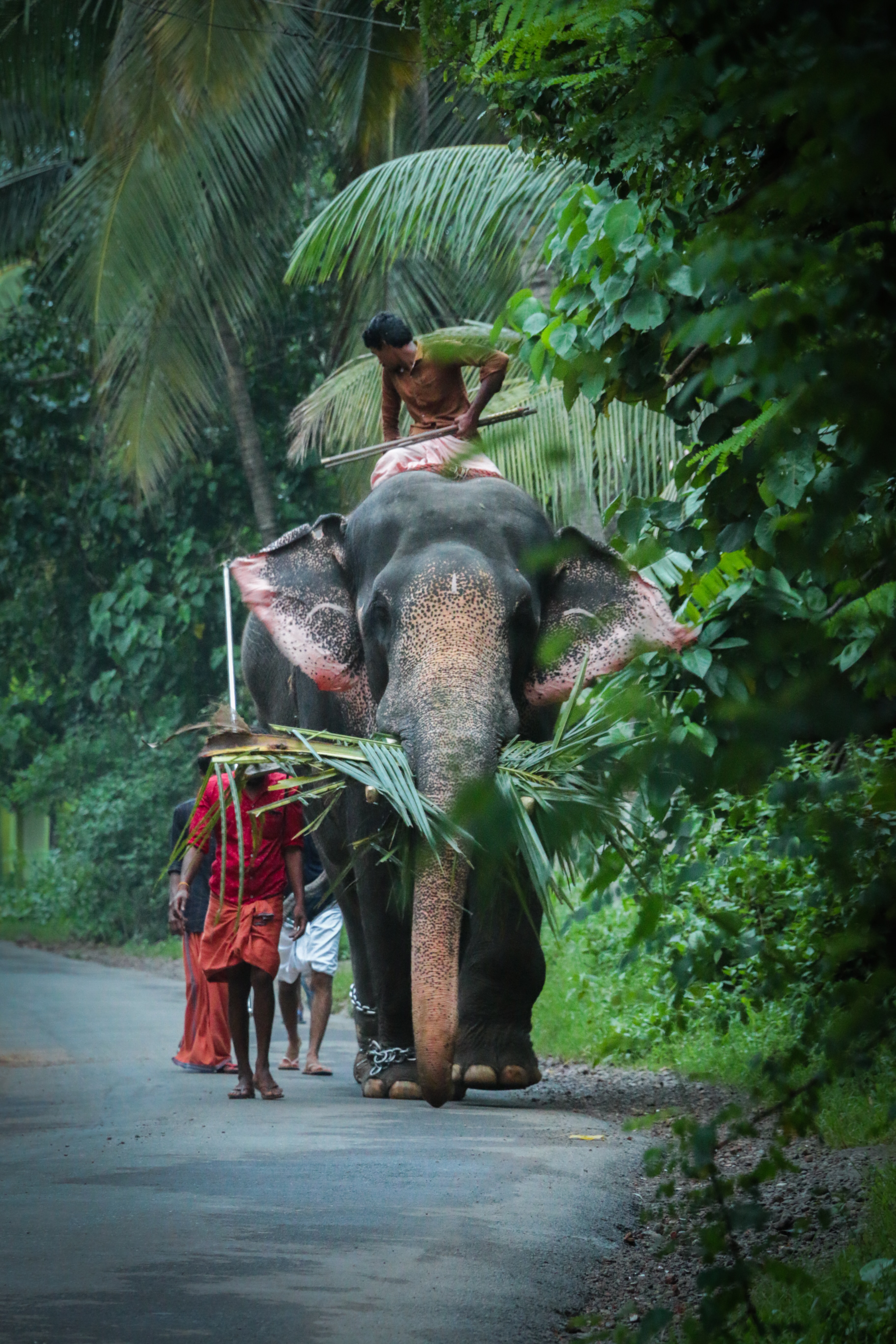 Elephant Safari
